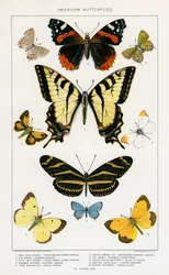 Papillons américains par Julius Bien