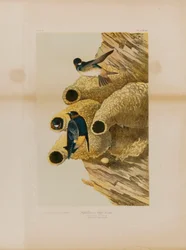 Hirondelles de falaise
