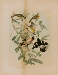 Gros-bec à poitrine rose