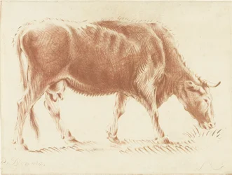 Vache broutant