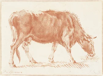 Vache en train de paître