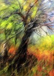 Un arbre aux couleurs chatoyantes en automne