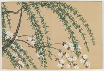 Fleurs de Cent Mondes (Momoyogusa) : Saule et Cerisier