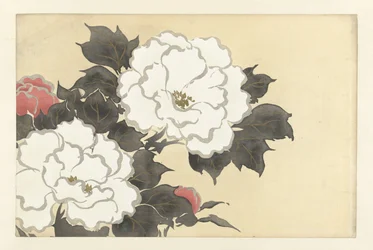 Pivoines (Fleurs de cent mondes)