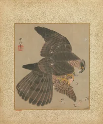Album de faucons et calligraphie, XVIIe-XVIIIe siècle