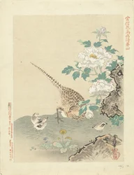 Caille avec poussins