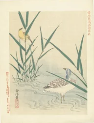 Oiseau aquatique regardant un oiseau chanteur jaune