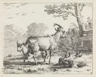 Quatre chèvres