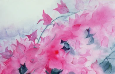 Bougainvillier