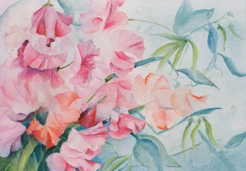 Lathyrus Odoratus, Pois de senteur (horizontal)