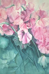 Pois de senteur, Fierté rose (vertical)