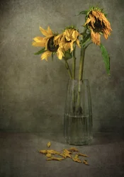 Fleurs mélancoliques de tournesol