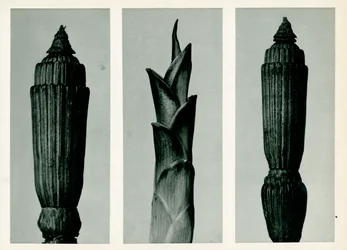 Prêle, 1929