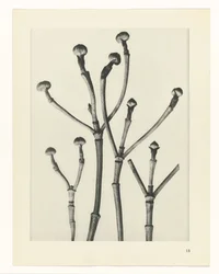 Études de plantes (Urformen der Kunst: photographische Pflanzenbilder)