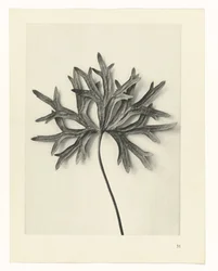 Études de plantes (série Urformen der Kunst: photographies de plantes)
