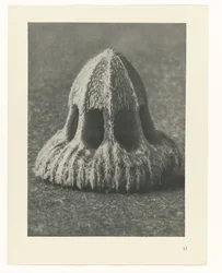Études de plantes (série Urformen der Kunst: photographies de plantes)