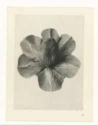 Études de plantes (série Urformen der Kunst: photographies de plantes)