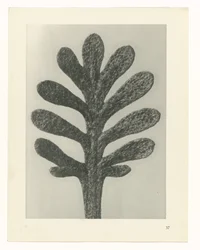 Études de plantes (Urformen der Kunst: photographische Pflanzenbilder)