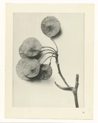 Étude de plante (Urformen der Kunst)
