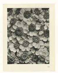 Étude de plante (Urformen der Kunst)