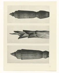 Étude de plante (Urformen der Kunst)
