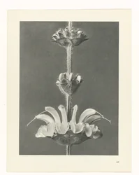 Étude de plante (Urformen der Kunst)