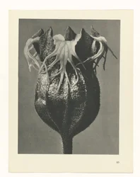 Étude de plante (Urformen der Kunst)