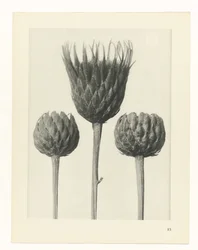 Étude de plante (Urformen der Kunst)