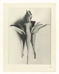 Étude de plante (série Urformen der Kunst)