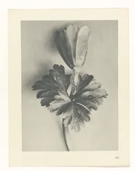 Étude de plante (série Urformen der Kunst)
