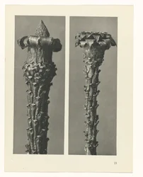 Étude de plante (série Urformen der Kunst)