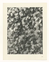 Étude de plante (série Urformen der Kunst)