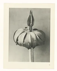 Étude de plante (série Urformen der Kunst)