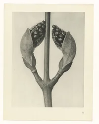 Étude de plante (série Urformen der Kunst)