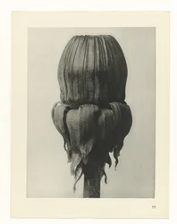 Étude de plante (série Urformen der Kunst)