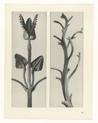 Étude de plante (série Urformen der Kunst)