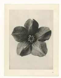 Étude de plante (série Urformen der Kunst)