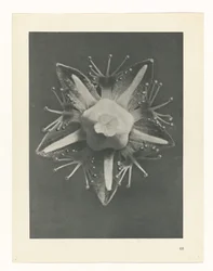 Étude de plante (série Urformen der Kunst)