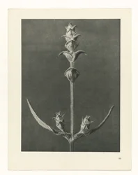 Étude de plante (série Urformen der Kunst)