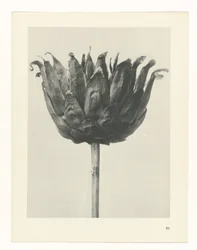 Étude de plante (série Urformen der Kunst)