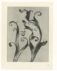 Étude de plante (série Urformen der Kunst)