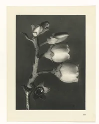 Étude de plante (Urformen der Kunst)