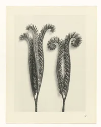 Étude de plante (Urformen der Kunst)