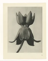 Étude de plante (Urformen der Kunst)