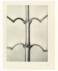 Étude de plante (Urformen der Kunst)