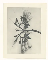 Étude de plante (Urformen der Kunst)