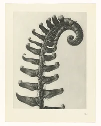 Étude de plante (Urformen der Kunst)