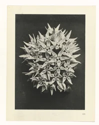 Étude de plante (Urformen der Kunst)
