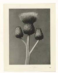 Étude de plante (Urformen der Kunst)