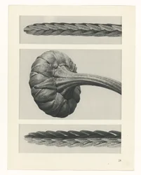 Étude de plante (Urformen der Kunst)